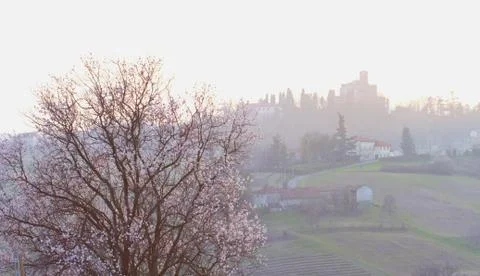 Peach tree Stock Photos