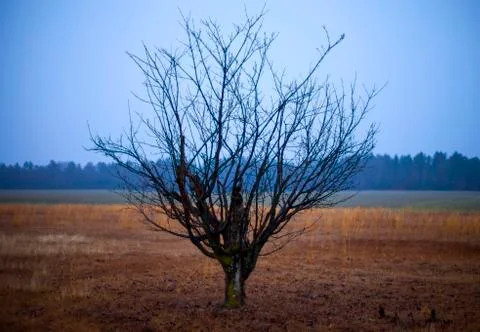 Peach tree Stock Photos