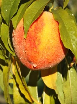 Peach Tree Stock Photos