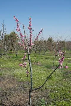Peach tree Stock Photos