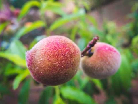 Peach on tree Stock Photos