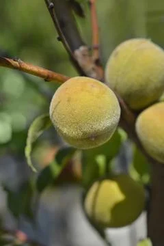 Peach tree Stock Photos