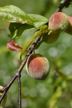 Peach tree Stock Photos