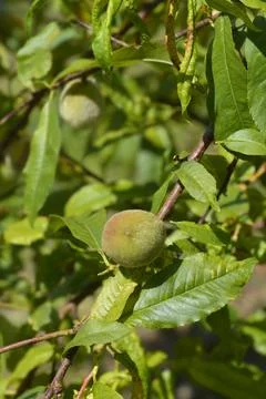 Peach tree Stock Photos