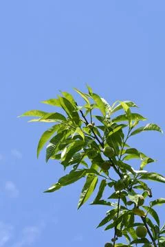 Peach tree Stock Photos
