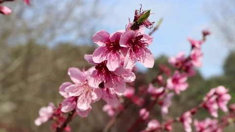 Peach tree pink spring flowers sway in the wind Stock Footage 169418851