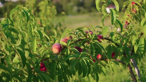 Peach tree with ripe fruit Stock Footage 168268548