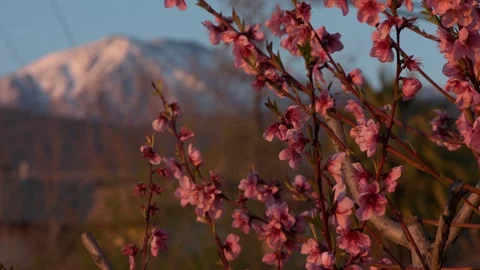 Peach tree in spring Vidéo 270987405