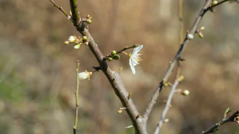 Peach tree sprout bud during incoming spring season, nature environment science Stock Footage 235976278