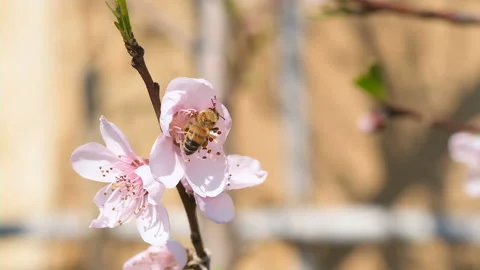 Peach tree sprout bud during incoming spring season, nature environment science Stock Footage 237429111