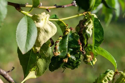 Peach tree suffering from leaf curl disease, characterized by distorted and d Stock Photos