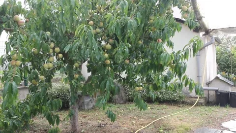 Peach tree in a windy and rainy day Stock Footage 320808184