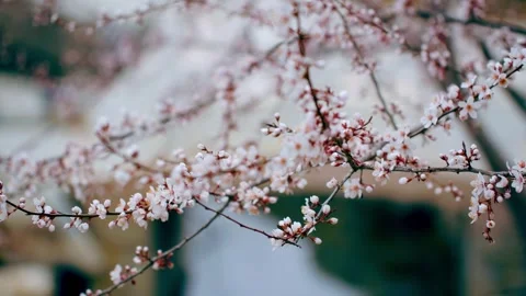 Peach trees bloom at the water's edge in spring Stock Footage 256982819