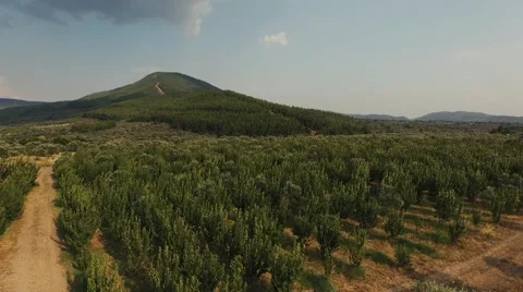 Peach Trees at the Edge of the Hill Stock-Footage 53257491