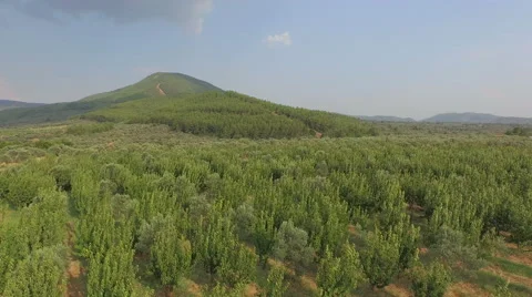 Peach Trees at the Edge of the Hill Stock Footage 61114834