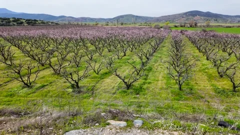 Peach trees in the field 動画素材 273172180