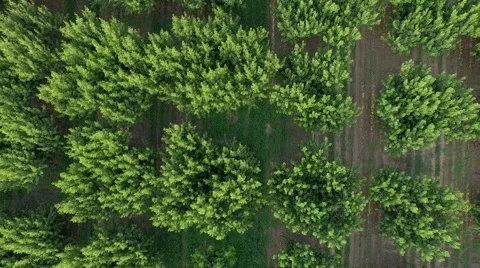 Peach Trees Video stock 53283445