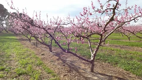 Peach trees full of pink flowers in the spring season. Video stock 134613267