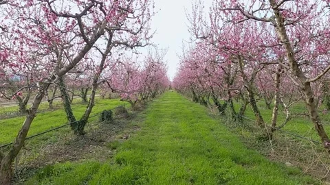 Peach trees full of pink flowers in the spring season. Video stock 134616690