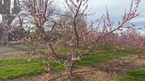 Peach trees full of pink flowers in the spring season. Stock Footage 134616800