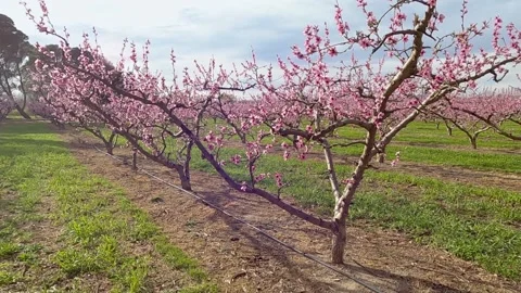 Peach trees full of pink flowers in the spring season. Stock Footage 134616906