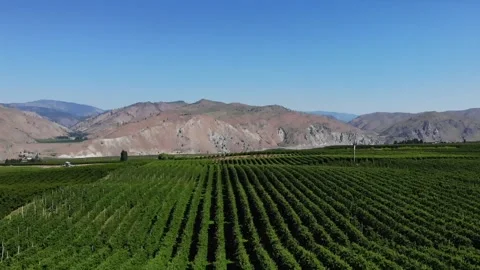 Peach Trees Grow In Rows among mountains Stock Footage 243323986