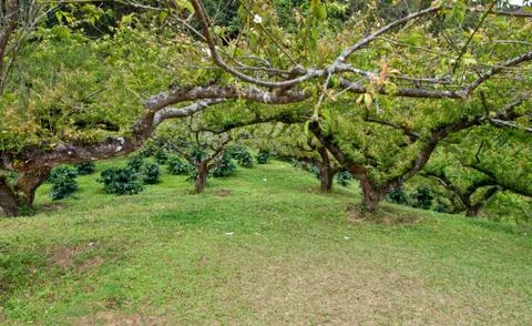 Peach trees . Fotos de archivo