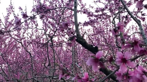 Peach trees with pink blooming branches Stock-Footage 148371030