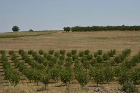 Peach trees in row and olive tree in background Stock Photos
