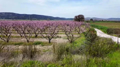 Peach trees slow motion 動画素材 274204406