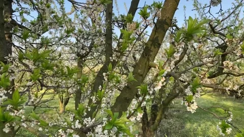 Peach trees with white flowers Stock Footage 148113496