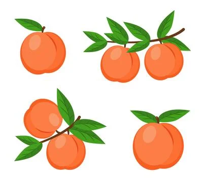 Peach. Vector cartoon illustration set of fresh ripe peaches Stock Illustration