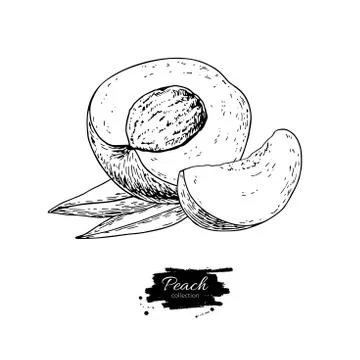 Peach vector drawing. Isolated hand drawn peach and sliced piece Stock Illustration