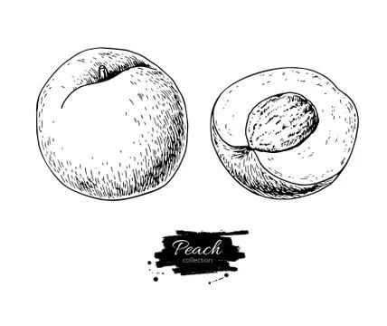 Peach vector drawing. Isolated hand drawn peach and sliced piece Stock Illustration