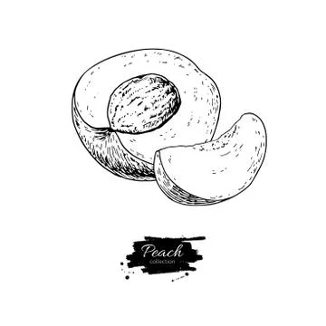 Peach vector drawing. Isolated hand drawn peach and sliced pieces.  Summer .. Stock Illustration