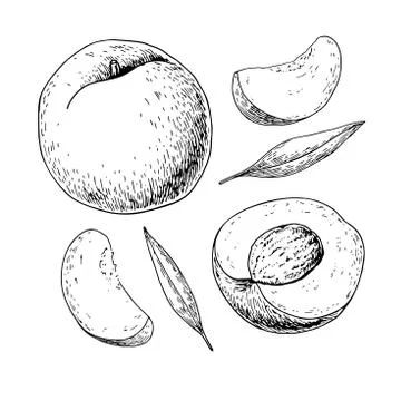 Peach vector drawing. Isolated hand drawn full and sliced pieces Illustrazione stock