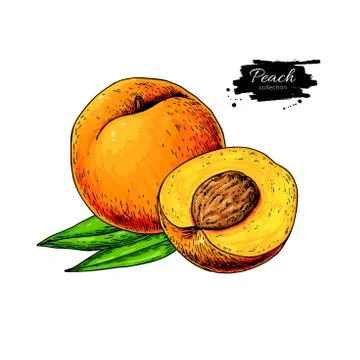 Peach vector drawing. Isolated hand drawn peach, sliced pieces a Stock Illustration
