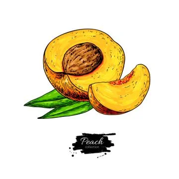 Peach vector drawing. Isolated hand drawn peach, sliced pieces a Stock Illustration