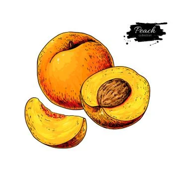 Peach vector drawing. Isolated hand drawn peach and sliced piece Stock Illustration