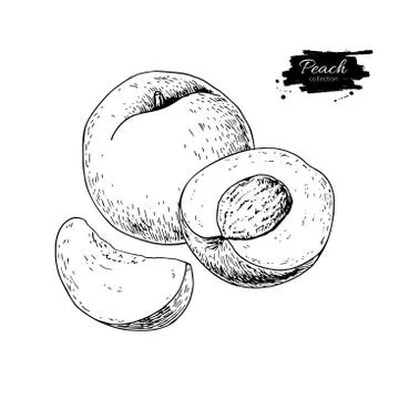 Peach vector drawing. Isolated hand drawn peach and sliced piece Stock Illustration