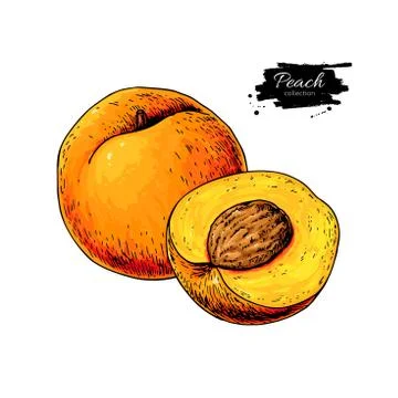 Peach vector drawing. Isolated hand drawn peach and sliced piece Stock Illustration