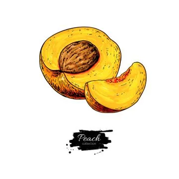 Peach vector drawing. Isolated hand drawn peach and sliced piece Illustrazione stock