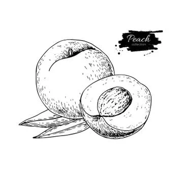 Peach vector drawing. Isolated hand drawn peach and sliced piece Stock Illustration