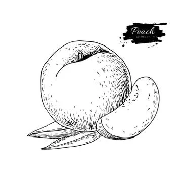 Peach vector drawing. Isolated hand drawn peach and sliced piece Stock Illustration