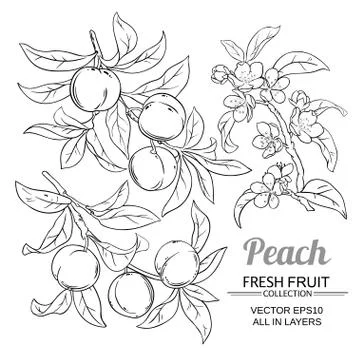 Peach vector set Stock Illustration