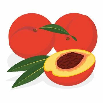 Peach on white background Stock Illustration