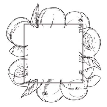 Peach on white background. Vector  illustration. Stock Illustration