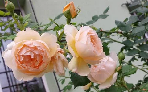 Peach_rose Stock Photos