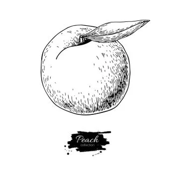 Peachartboard Stock Illustration