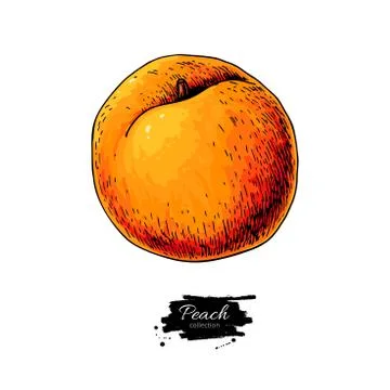 Peachartboard Stock Illustration
